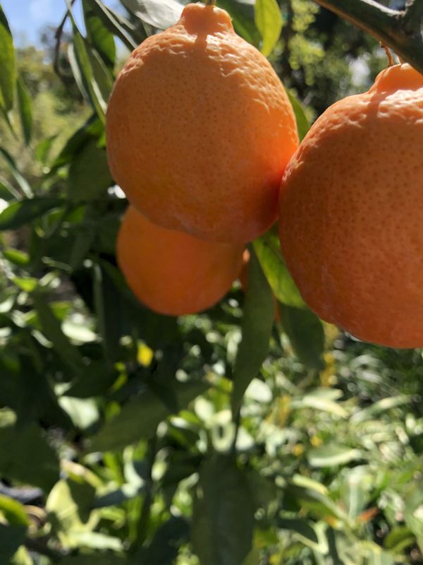 Orange Citrus Tree’s (24 gallons) for Sale in Riverside, CA OfferUp