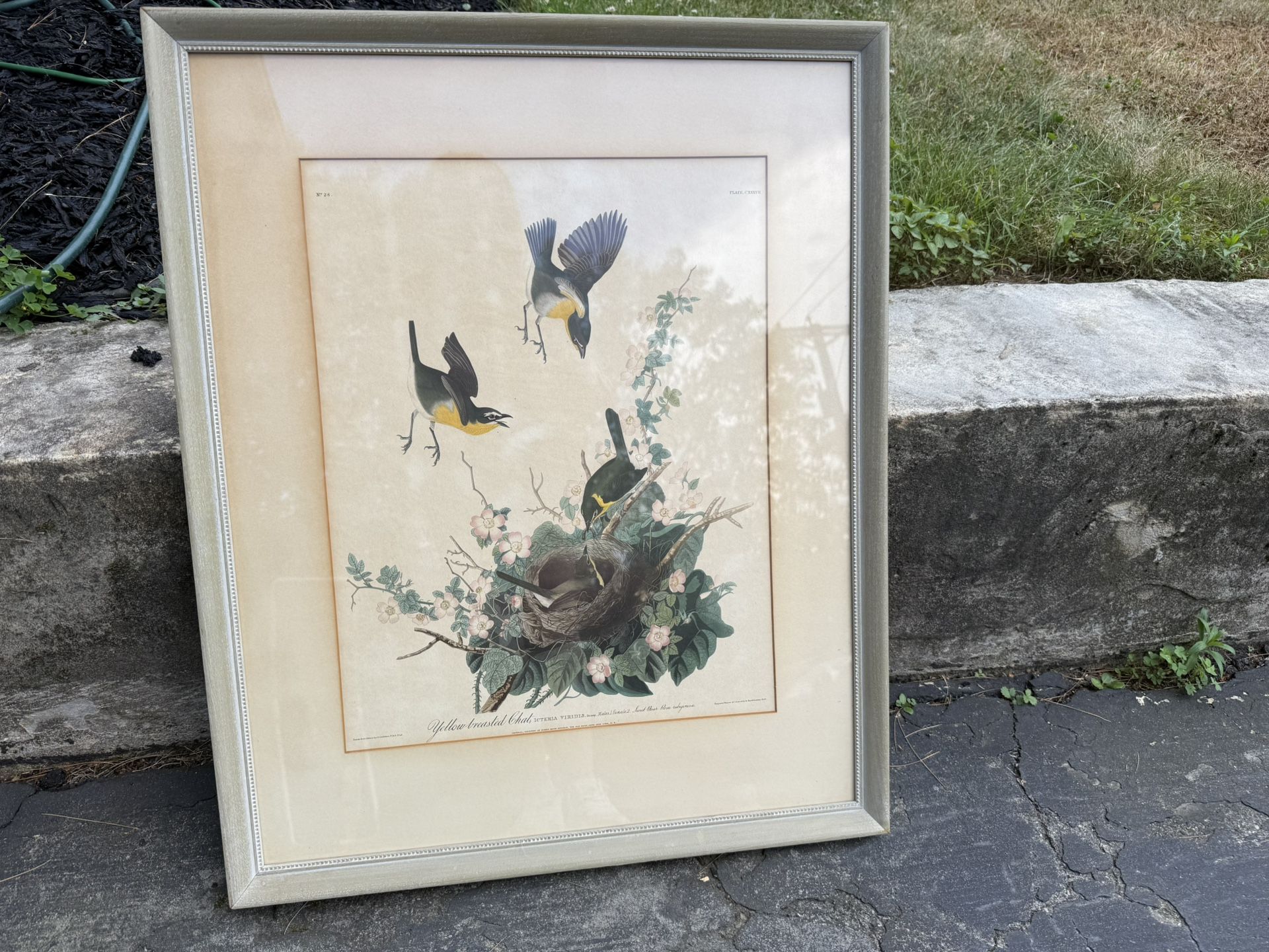 Large Antique Audubon Print Yellow Breasted Chat #28 1832