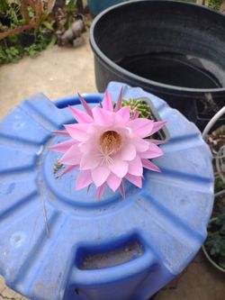 Cactus Pequeño Color Lilita 