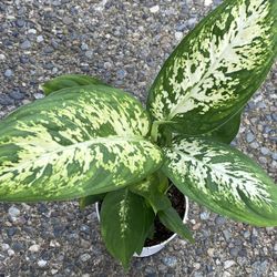 Dieffenbachia Indoor Plant In 4” Pot
