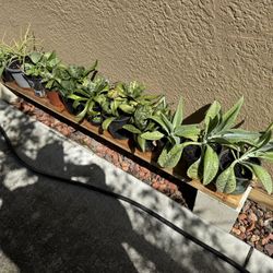 Succulents Several Types 