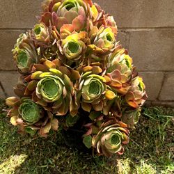 Suculent Plant 