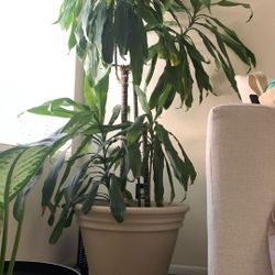 House Plant 