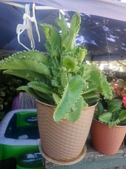 Plantas en venta ( mala madre)