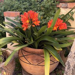 Clivia plant with pot