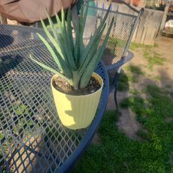 Small Aloe Plant...well Rooted And Healthy
