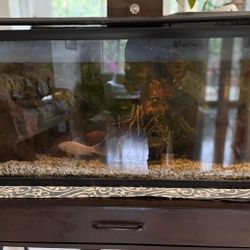 Free Fish Tank With Accessories And Fish 