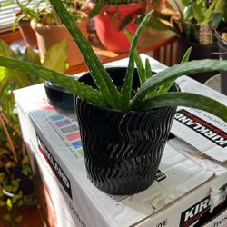 Alovera Plant In A 5” Tall Ceramic Pot