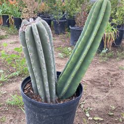 Cactus Plants