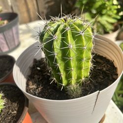 Small Cactus Plant