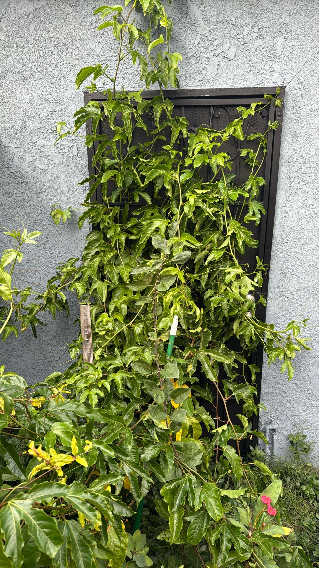 Pasiflora - Passion Fruit