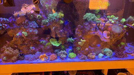 Reef tank breakdown sale
