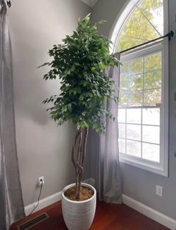 Large Artificial Ficus Tree in Planter
