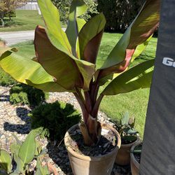 Red Banana Plant In Big Tall Terracotta Pot