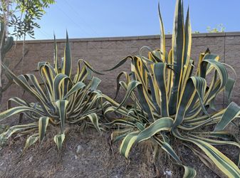 FREE Agave Plants