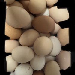 Fresh Organic Eggs 