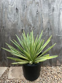 Caribbean Cactus