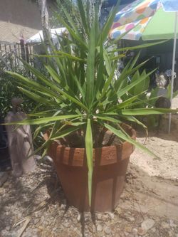 Yucca plant
