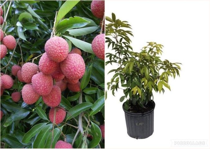 Mauritus Lychee Airlayered Trees In 3gal Arboles De Lychee Injertado En 3gal