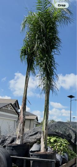 30-Gallon Queen Palm – 12 Ft Planted – $250 Installed