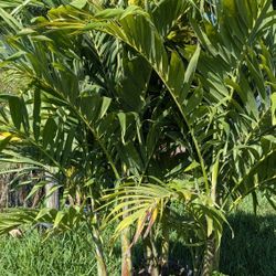 Christmas Palms Over 6 To 7 Feet Tall Instant Decoration Single Double Triple 