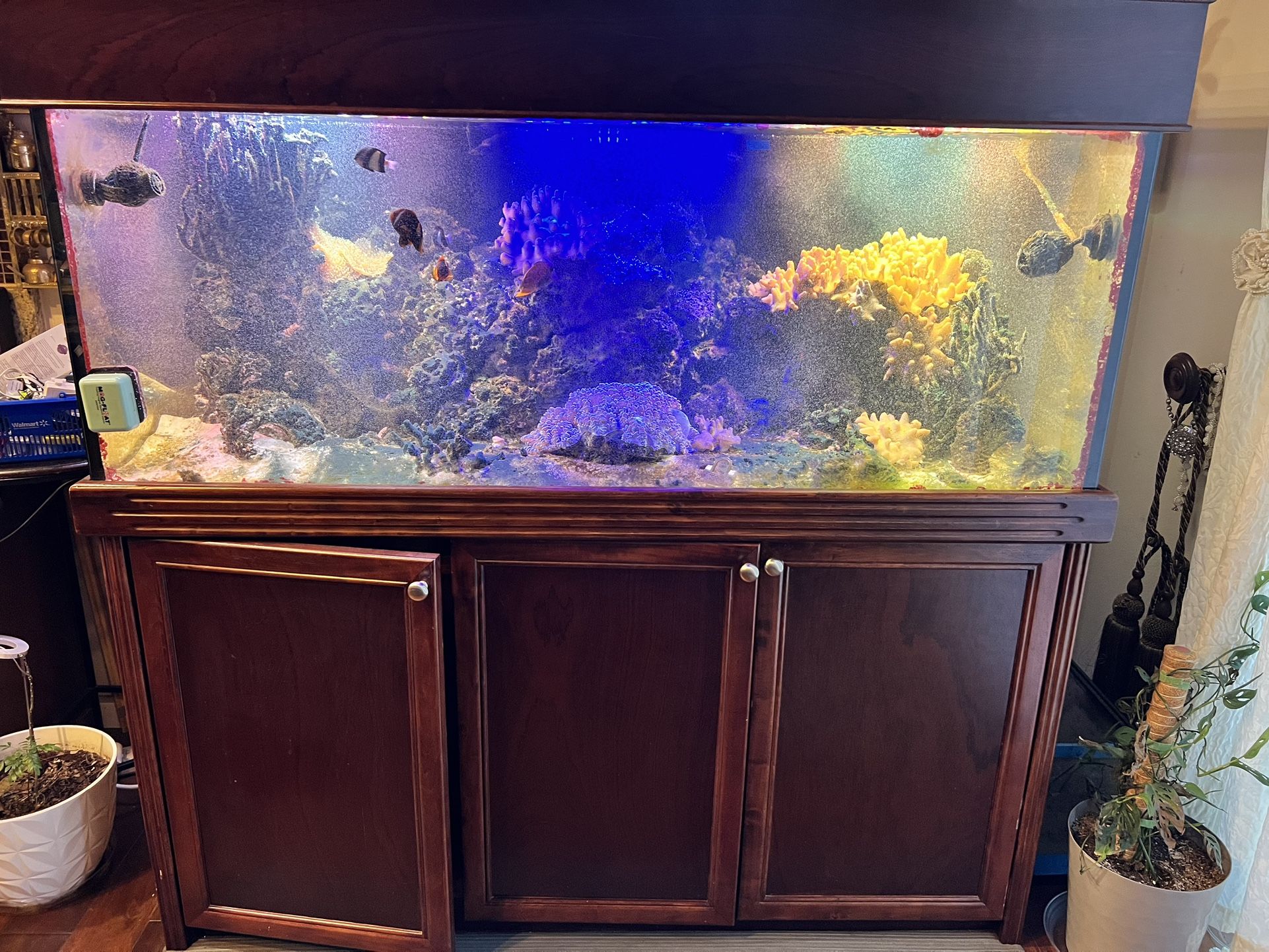 150-Gallon Saltwater Aquarium