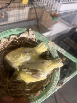 Cage For Sales Tigard