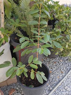 Small guayaba tree