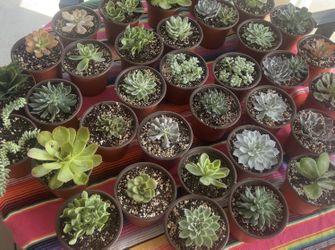 Succulents in 6 inch Pot