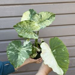 6” alocasia odora variegated
