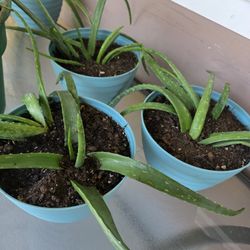 Aloe Vera Plants