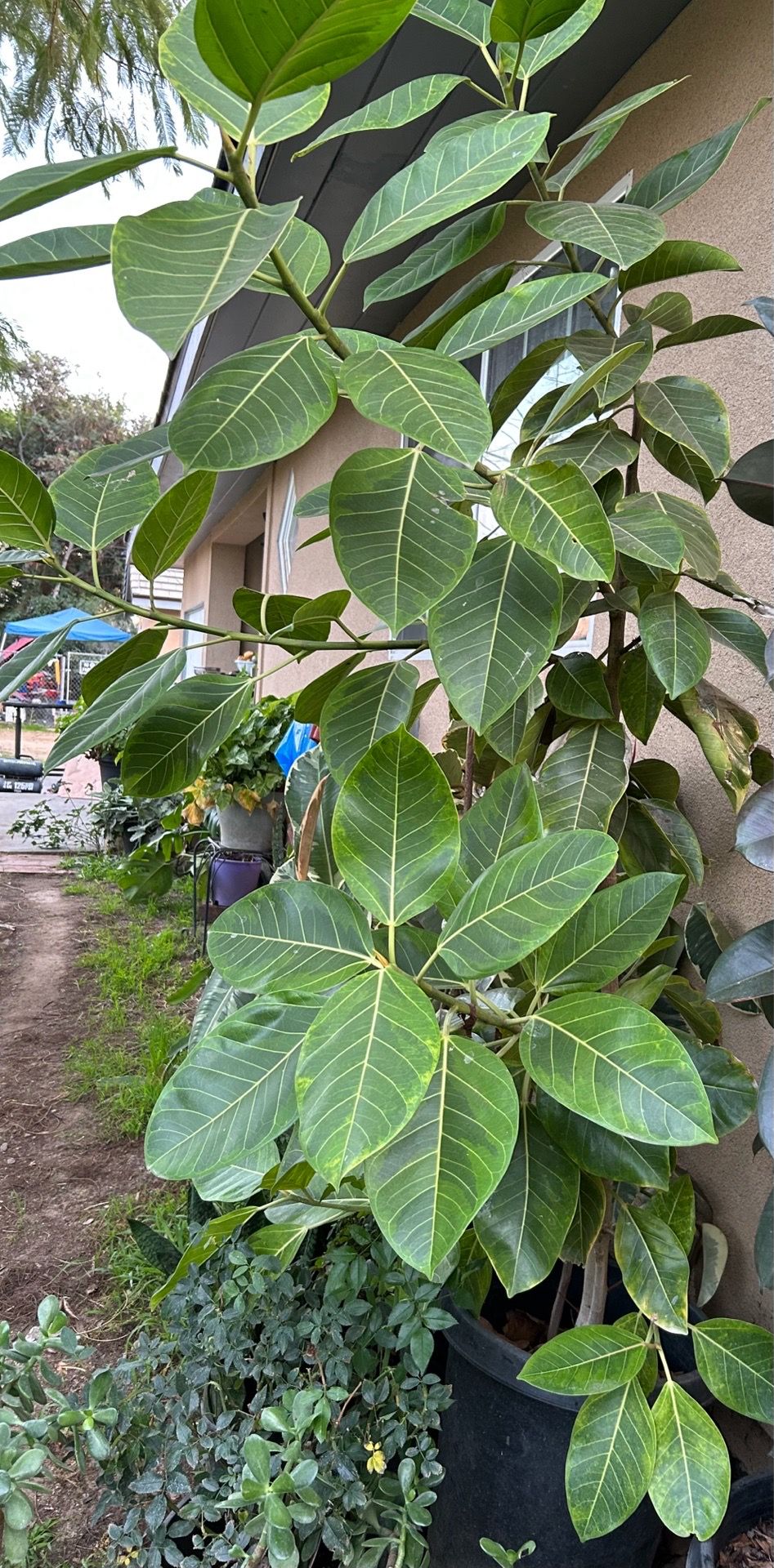 Giant Live Ficus elastica Tineke Rubber Plant