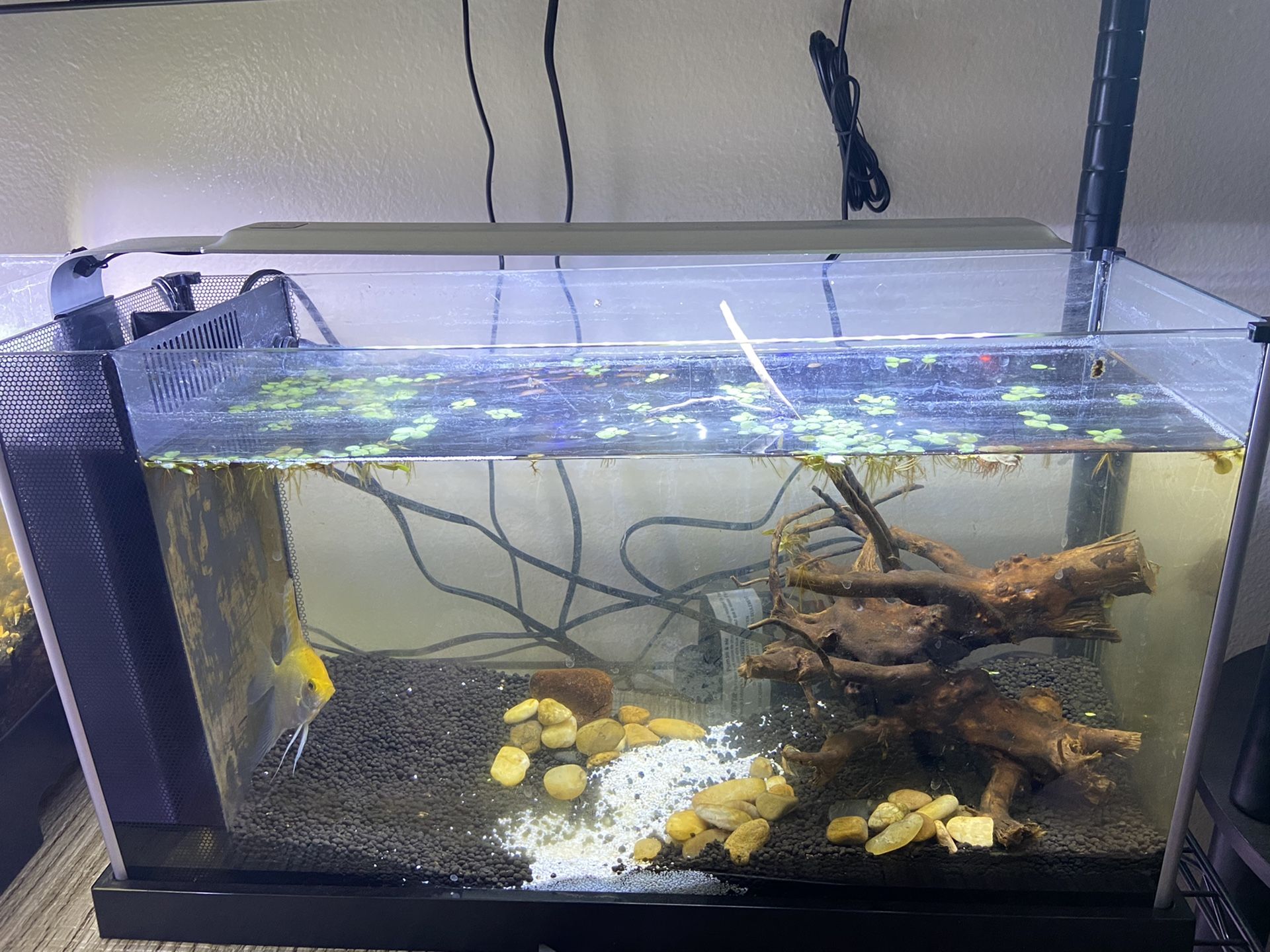 5 gallon fluval spec fish tank aquarium