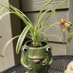 🎁 Spider House Plant In Cute Ceramic Frog-Pot 4"H.