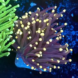 Rasta Torch Display Decor