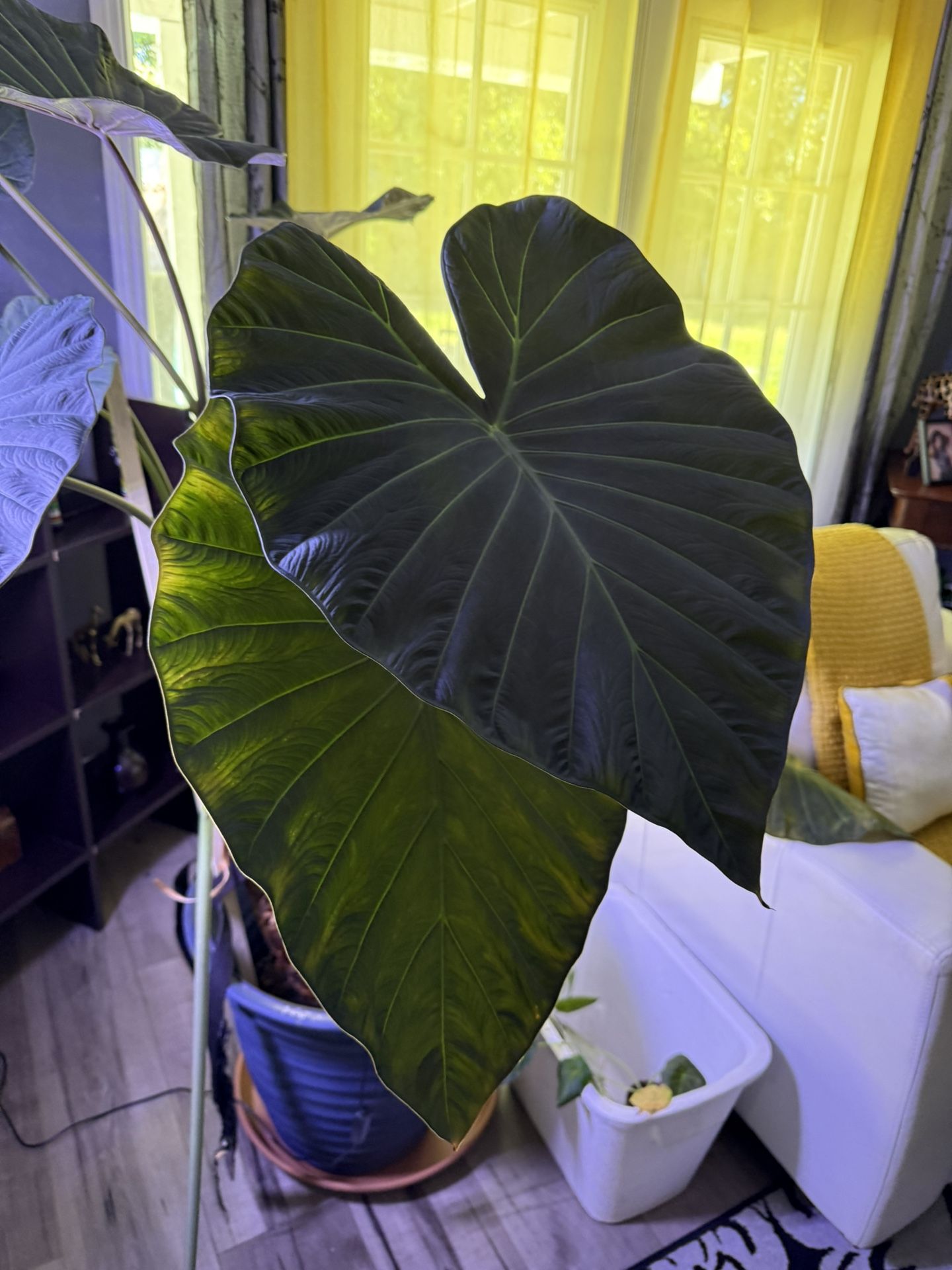 Black velvet alocasia