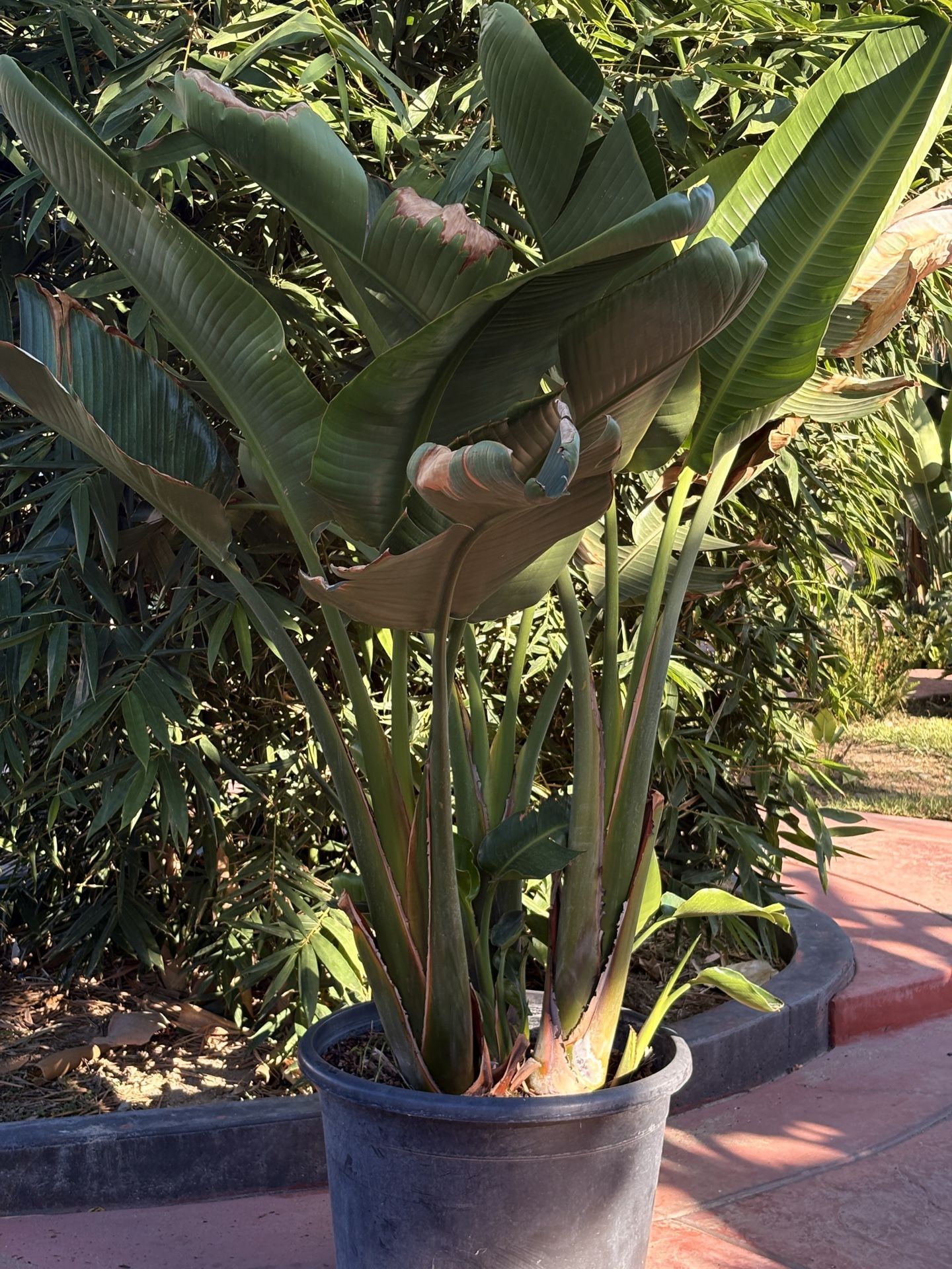 Big Bird Of Paradise