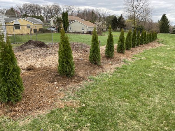 56ft Emerald Green Arborvitae 60/each delivered for