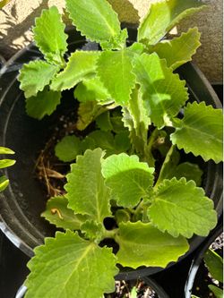 Mixico basil