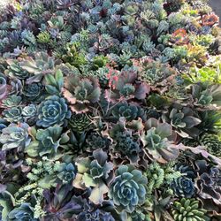 Succulents 