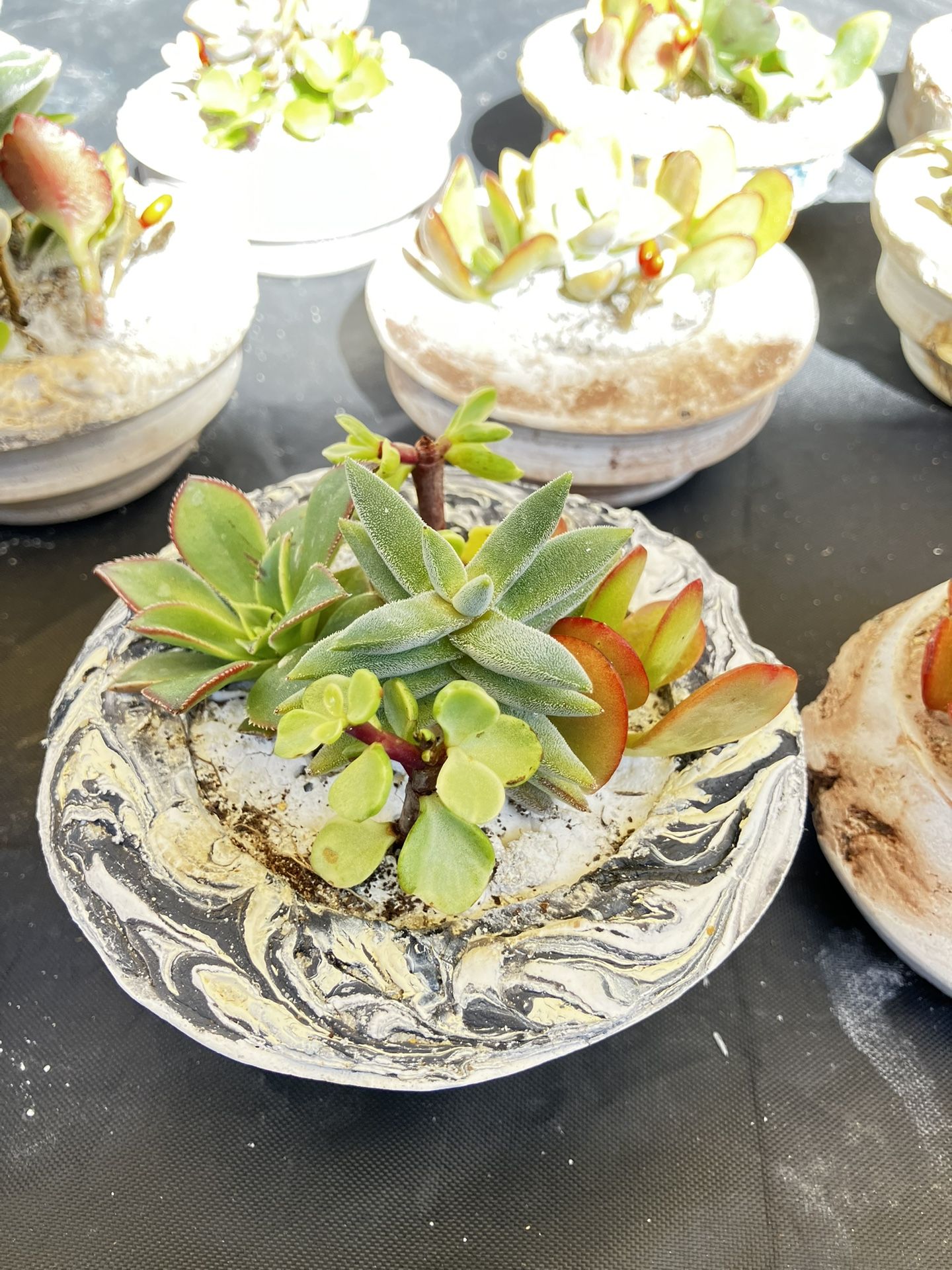 Succulents In Handmade Pots Medium