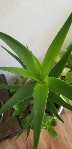Aloe vera Healthy and best air purifying house plant in the new pot