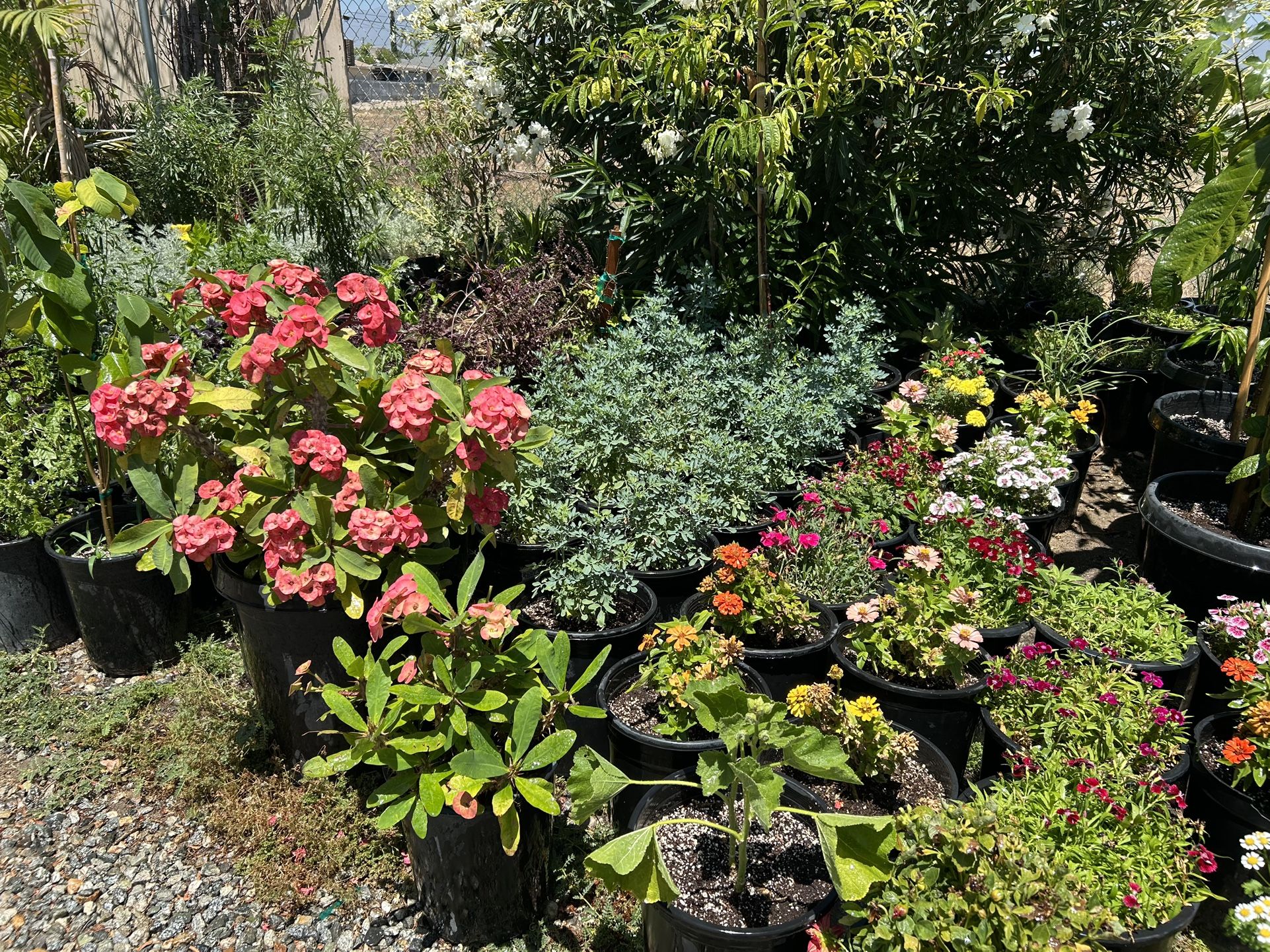 Plants For Sale / Plantas En Venta