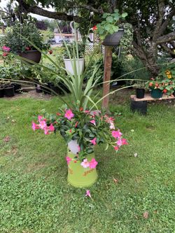 Outdoor Plant