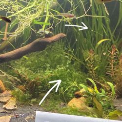 Aquarium PLANTS