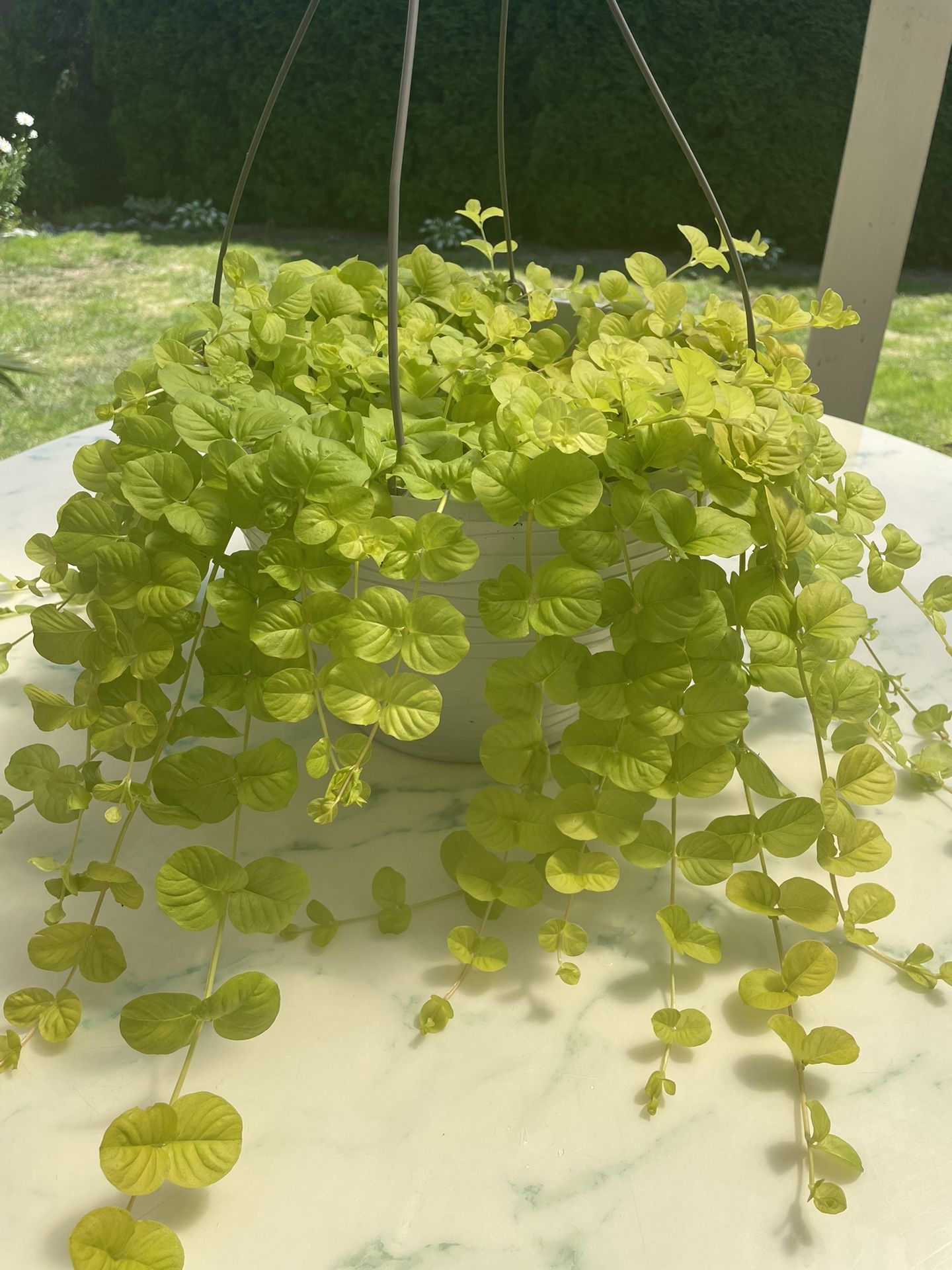 Golden Creeping Jenny ‘Aurea’ Lysimachia Nummularia (Outdoor & Indoor Live Plant)