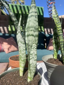 Snake plants!!