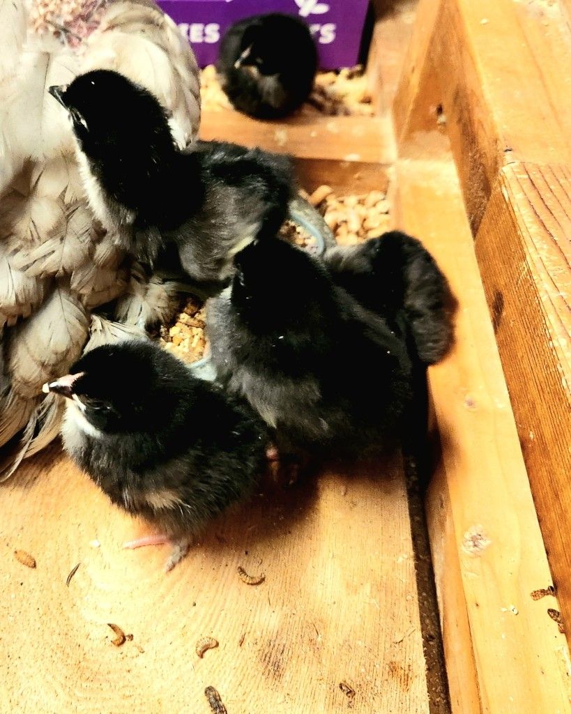 Black Copper Maran Eggs, Cheeps Chicks