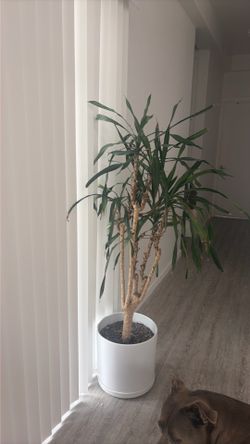 Large Yucca Cane Indoor Plant + Modern White Planter