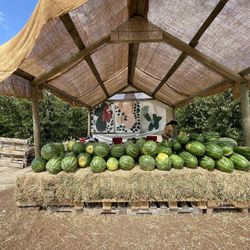 ORGANIC, LOCAL & Fresh fruit.